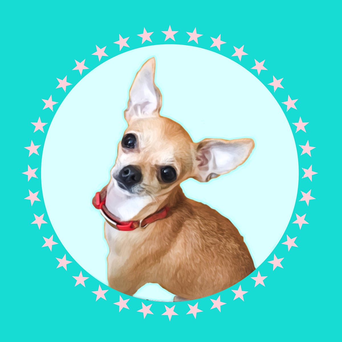25 Life Lessons I learned from a Chihuahua | by B. Renate | Medium