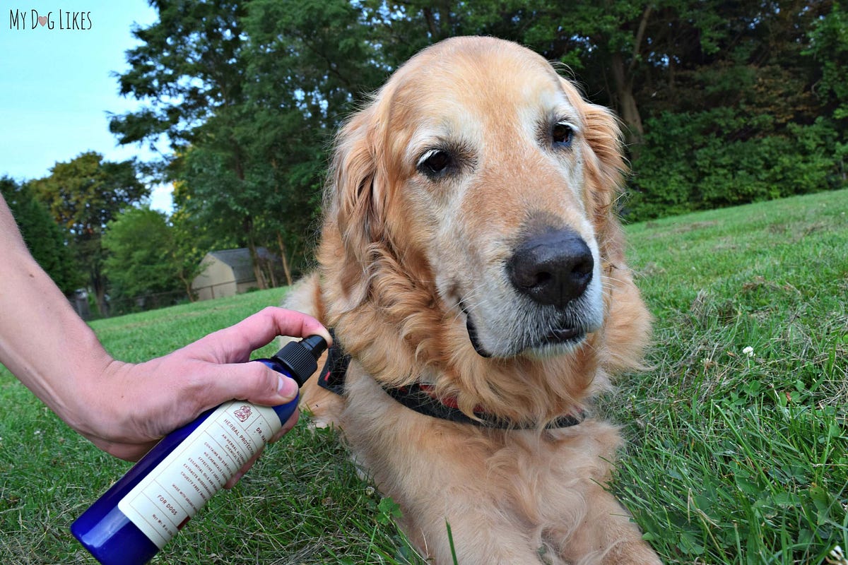 Doctor Bum’s Best Dog Hot Spot Spray — A Soothing Solution for Pets ...