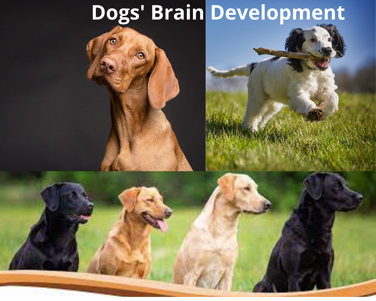 How to Locate the Top Dog Training Programs by Jacob Medium