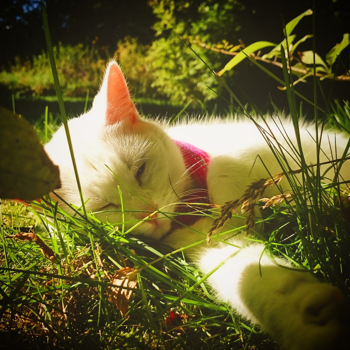 Why cats are so important. The world being a messed up and… by Pasi