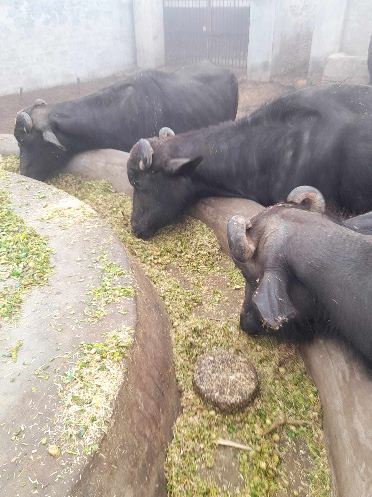 Urea Molasses Mineral blocks. Mega Project by Rameen Naseem Medium