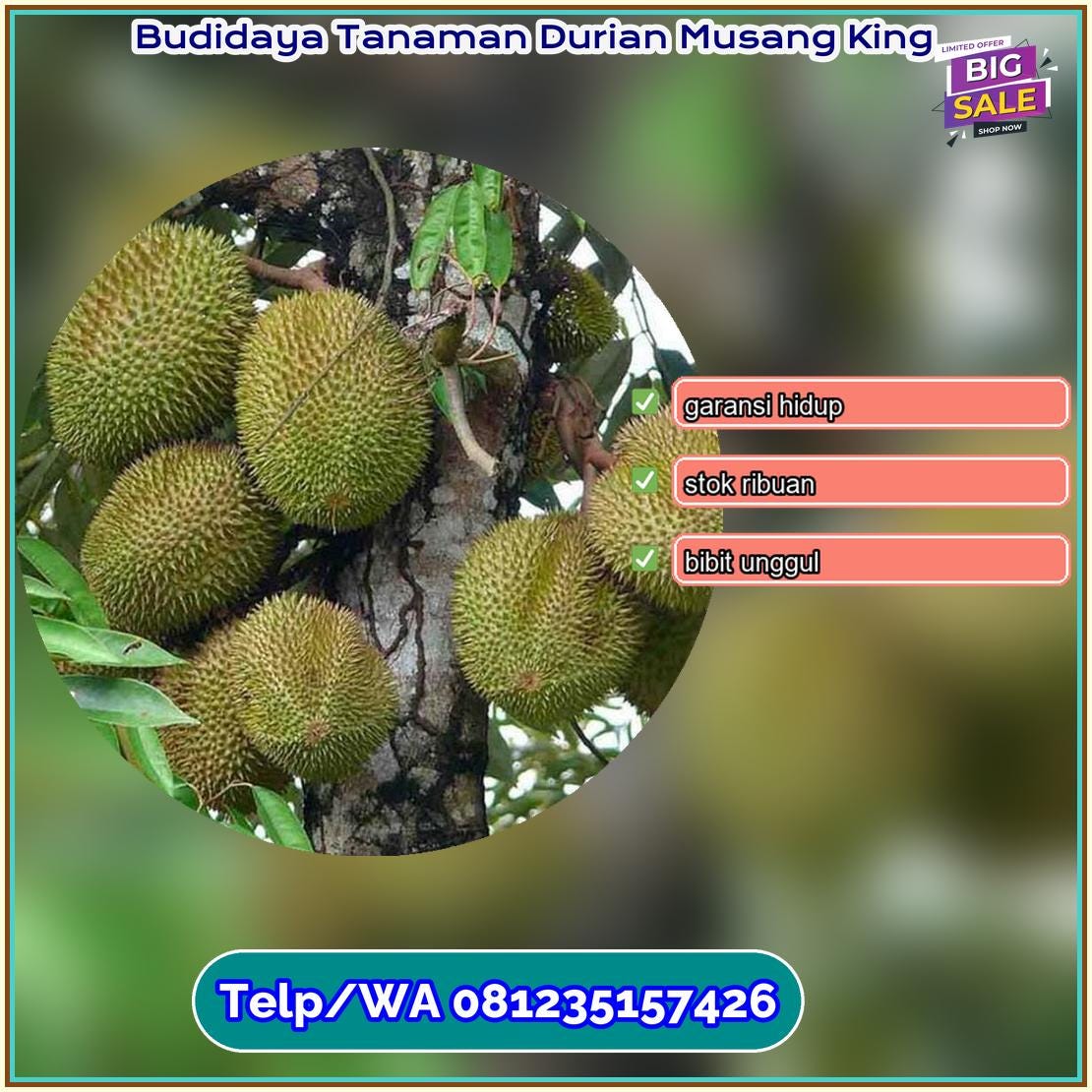 Budidaya Tanaman Durian Musang King By Itangnursery Jul 2023 Medium