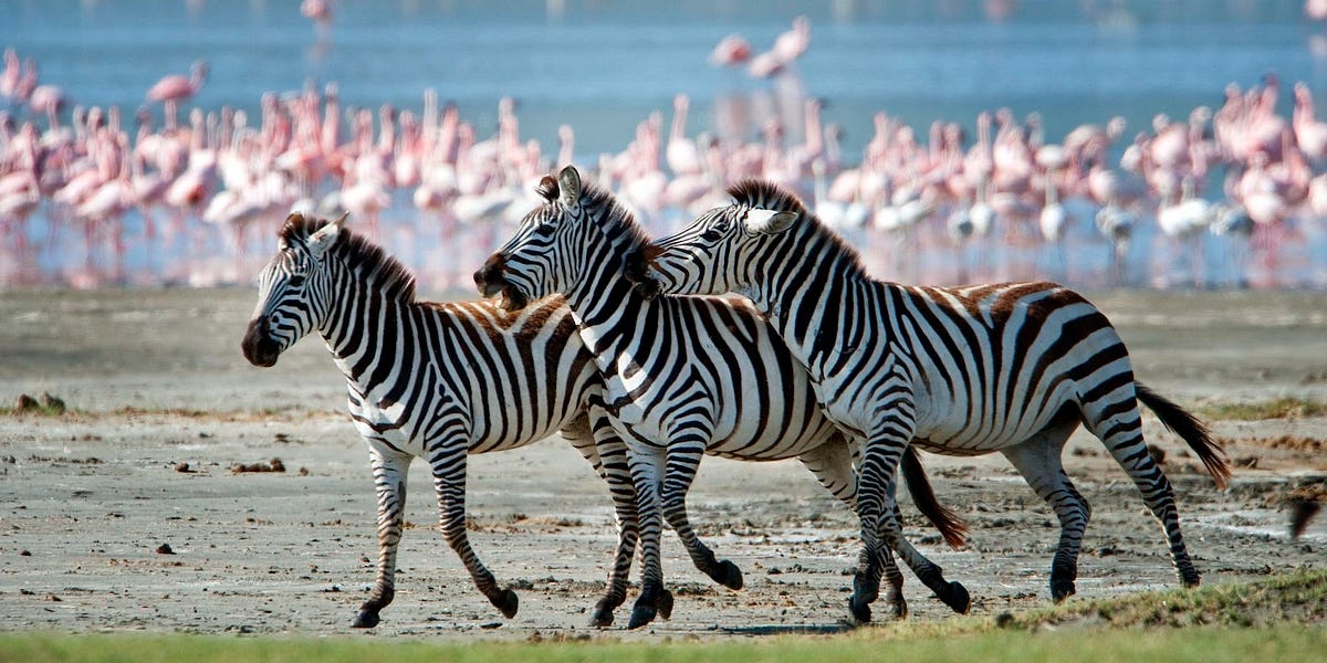 Explore the Untamed Beauty of Africa through Custom African Safari Packages  by 