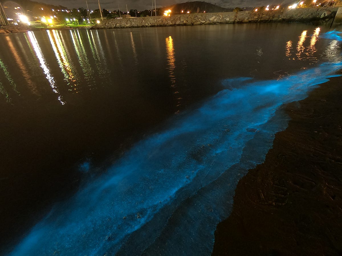 How to See Bioluminescence