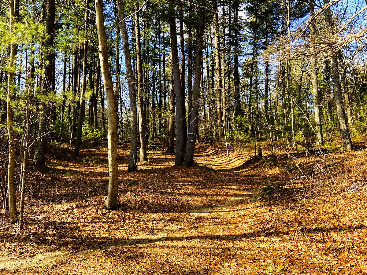 Walking in the Footsteps of Henry David Thoreau by JoAnn