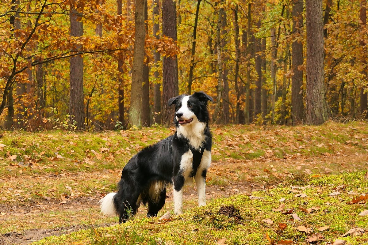Understanding Dog Food Recalls FDA Guidelines, Causes, and How to Keep