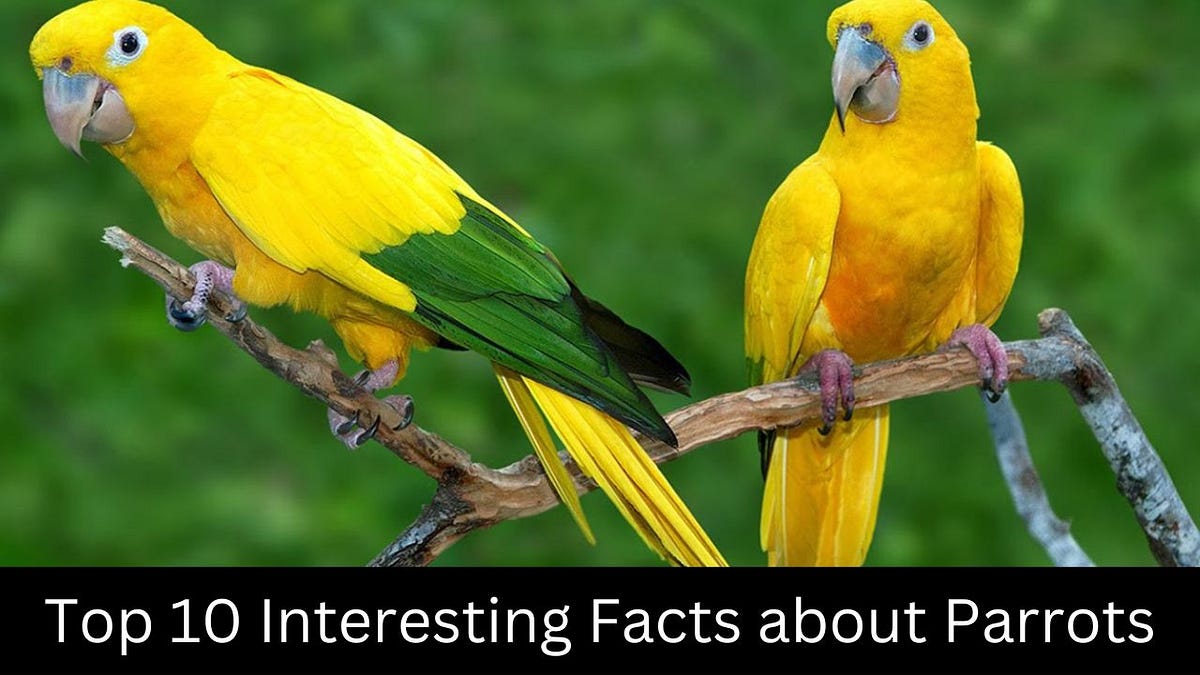 Interesting Facts about Parrots — Facts Plant by Fact Zone Medium