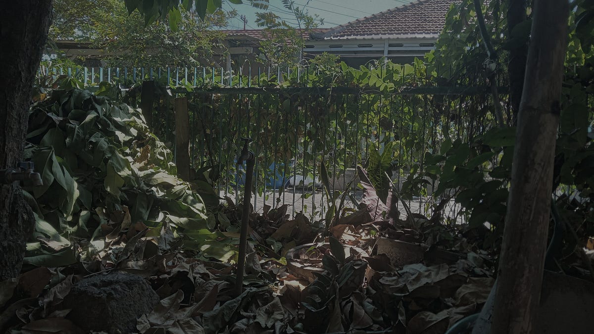 pekarangan depan rumah. di pekarangan depan rumah kami tumbuh… | by 🌟