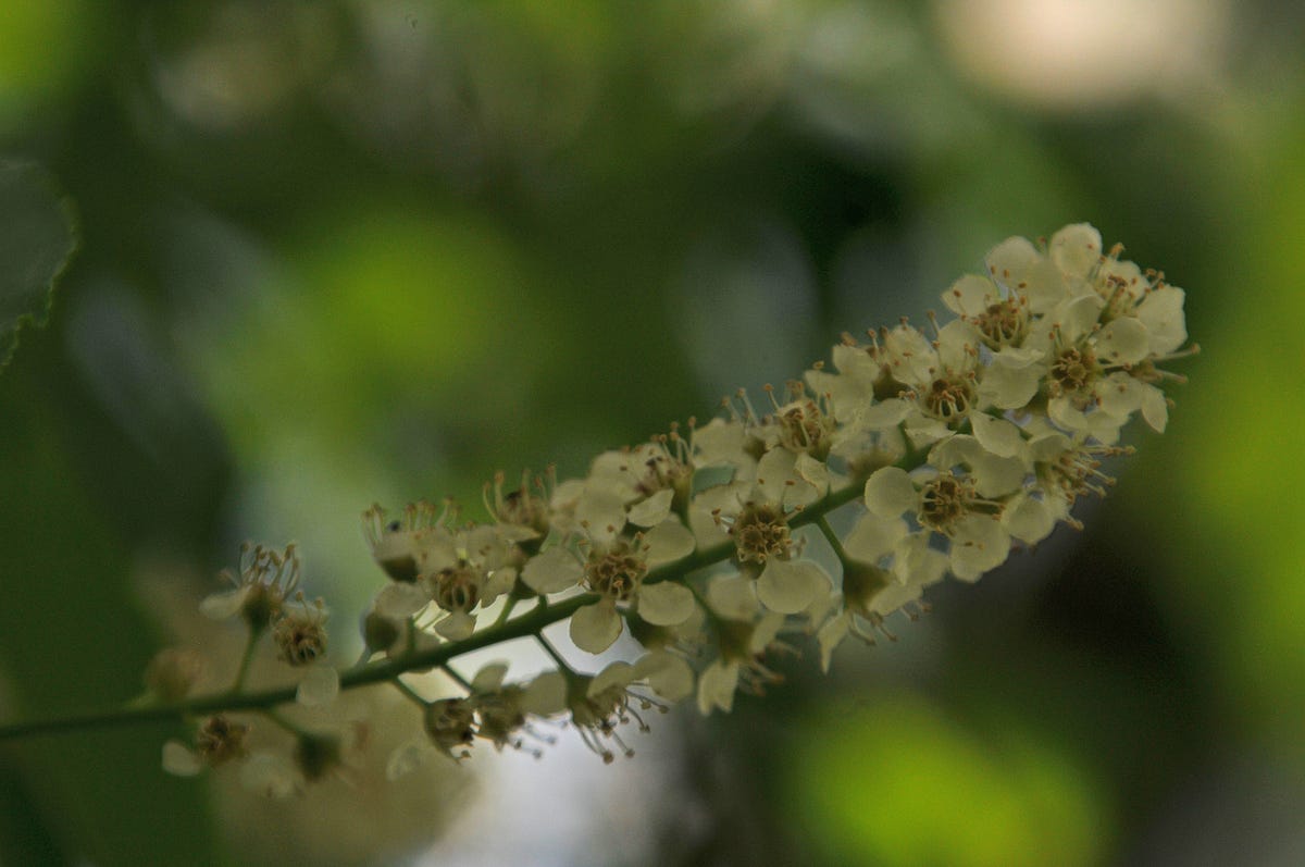 Day 112 Breeze Haibun Journey Beauty Each Day By Ada S Poetry Alcove Finding Beauty Daily