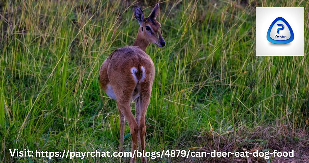 Exploring the Pros and Cons of Feeding Deer a Canine Diet | by Md ...