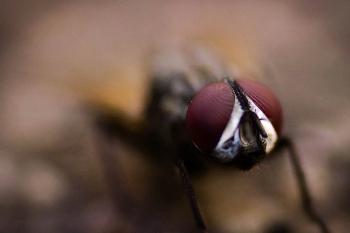 What does it mean when you dream about flies? by Larissa Celestial Medium