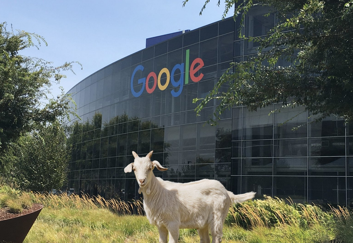 Google Rents Out Goats: The High-Tech Giant’s Green Grazing Initiative ...