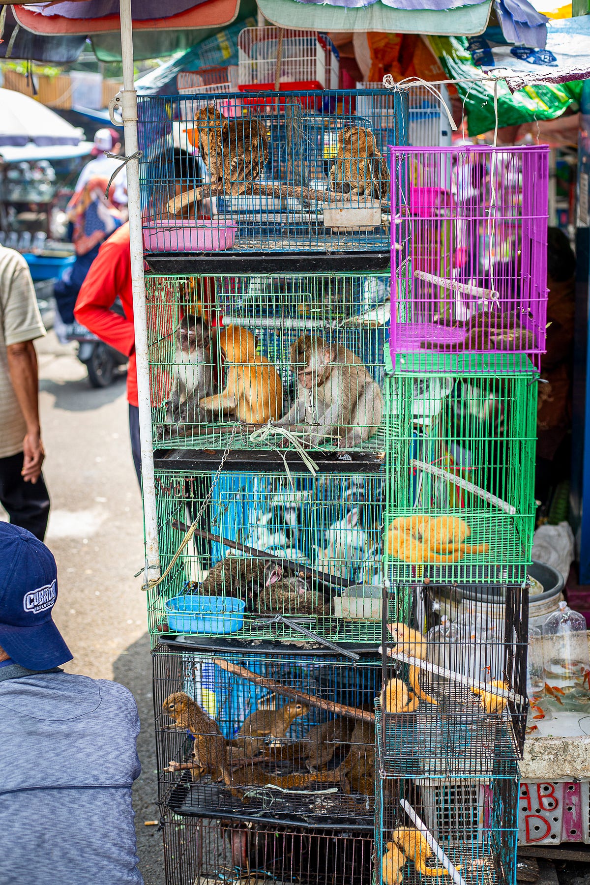 Hiding in Plain Sight; The Illicit Pet Markets of Jakarta. | by Adam  Roberts | Medium