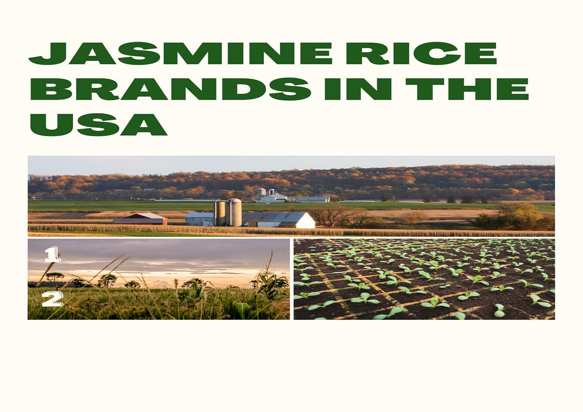 Discovering the Best Jasmine Rice Brands in the USA in 2024 by Haseeb