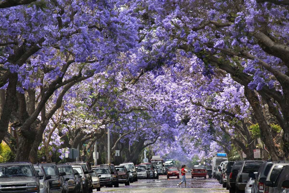 Spring has arrived to Mexico City! by Embassy of Mexico in India Medium