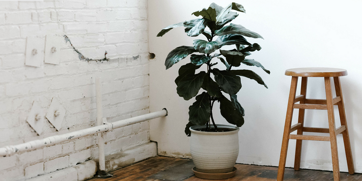 Image of: Fiddle-Leaf Fig Supply Dwindling after Hurricane Irma Decimates Crop