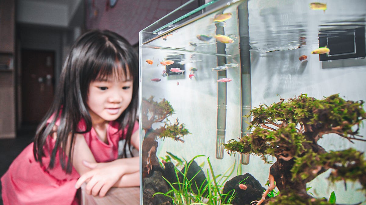 How to set up a low maintenance aquarium? | by Molly | Mar, 2024 | Medium