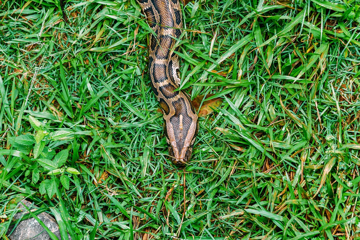 How To Get RID Of A Snake Hole?. Introduction by Gillianoliver Oct