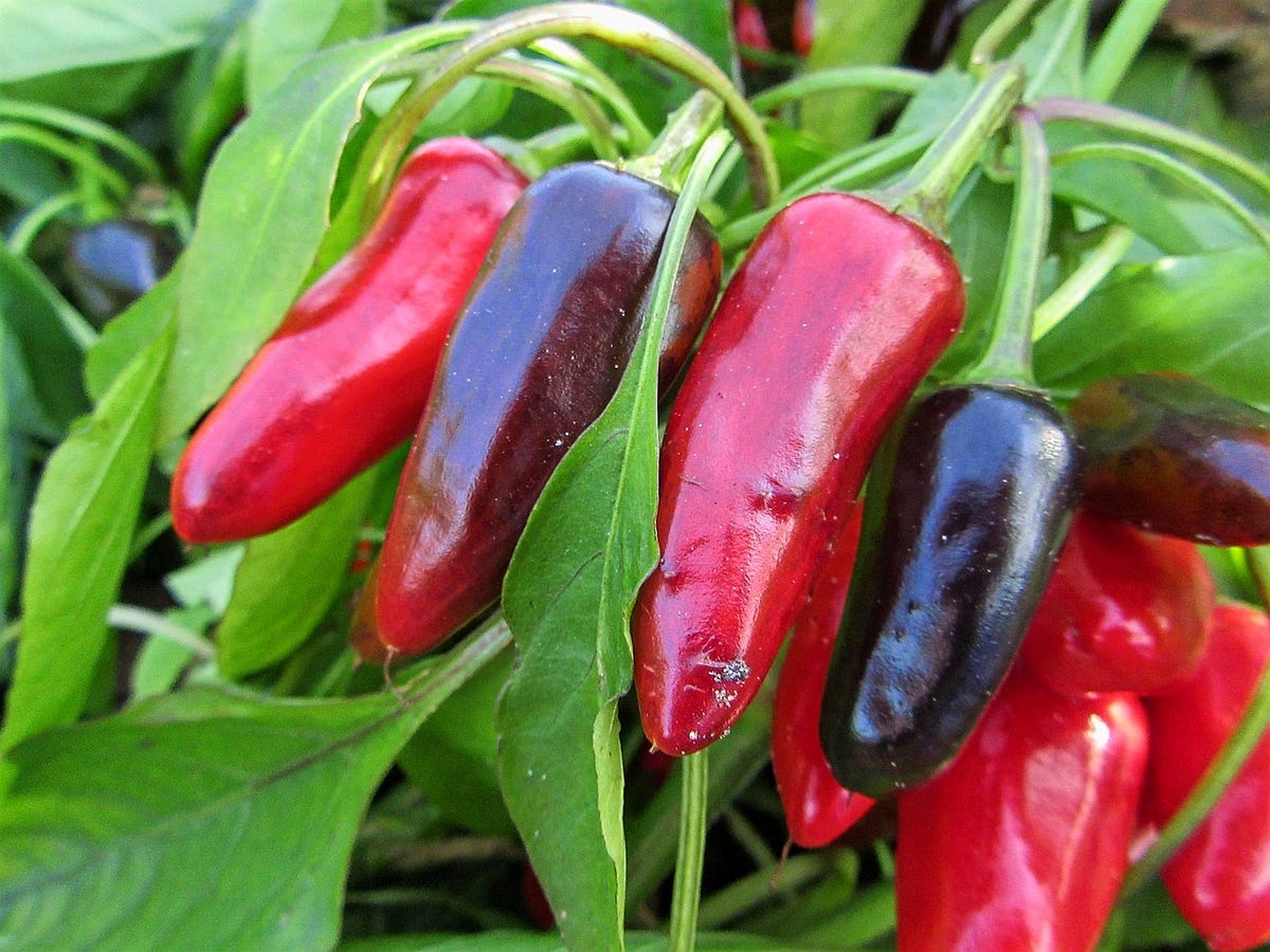 What Is The Best Soil pH For Peppers? by RUTH KARONGO Medium
