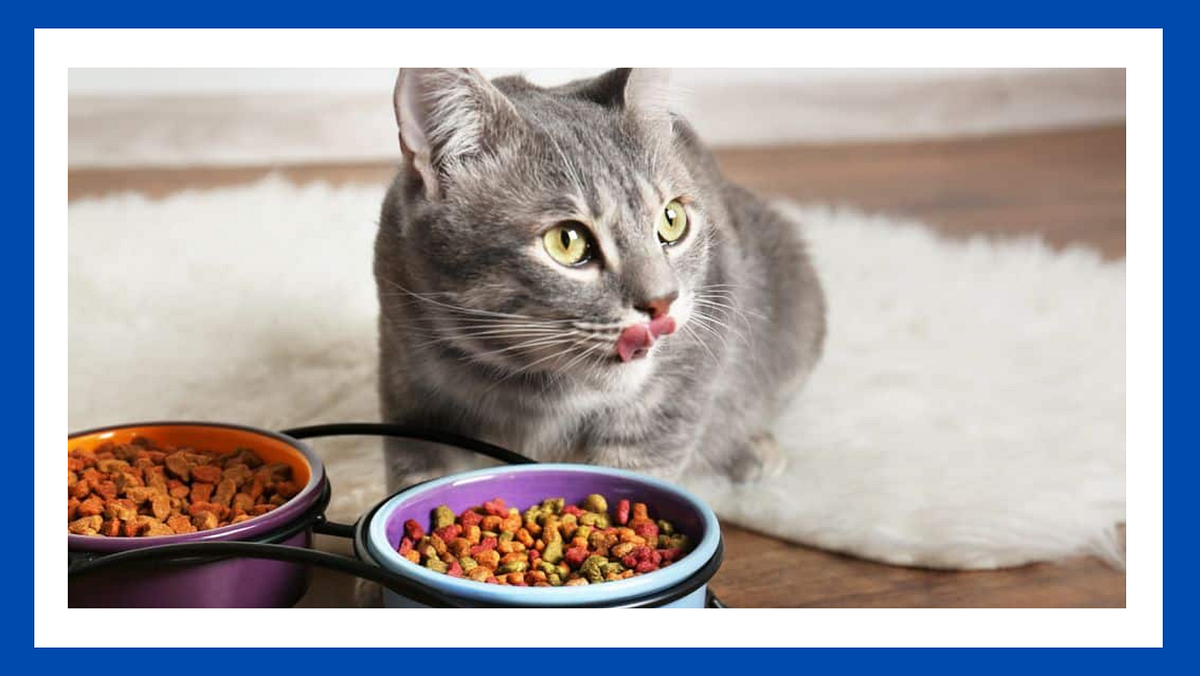 HOW TO KEEP CAT FOOD AWAY FROM DOG by Ap Feb, 2024 Medium
