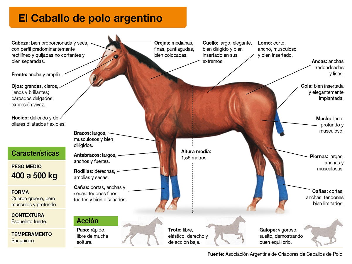 Para qué es bueno la cola de caballo