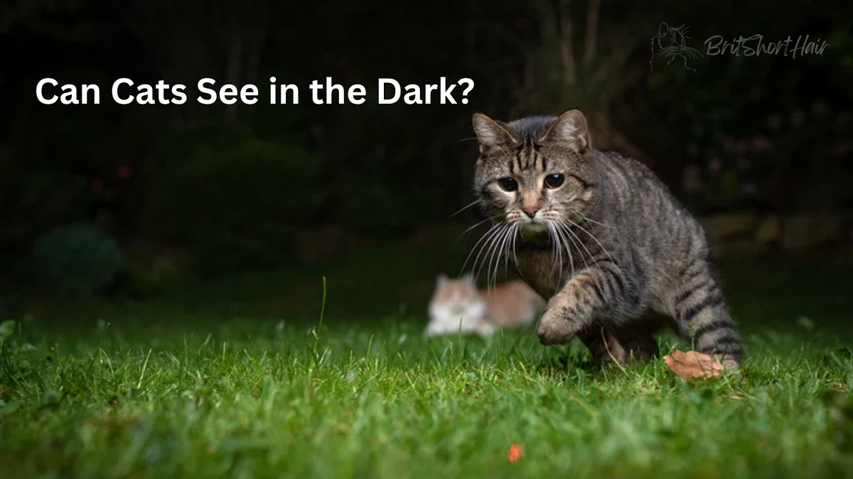 Can Cats See in the Dark?. Cats, those mysterious creatures that… by