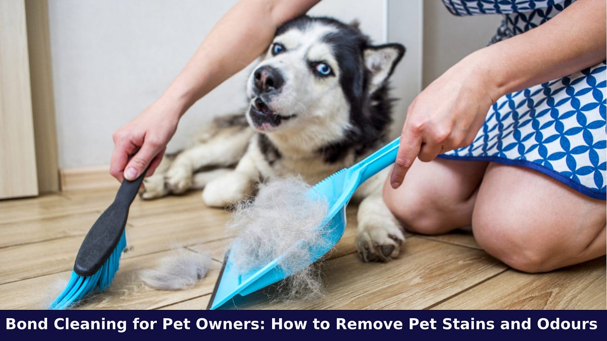Bond Cleaning for Pet Owners How to Remove Pet Stains and Odours by