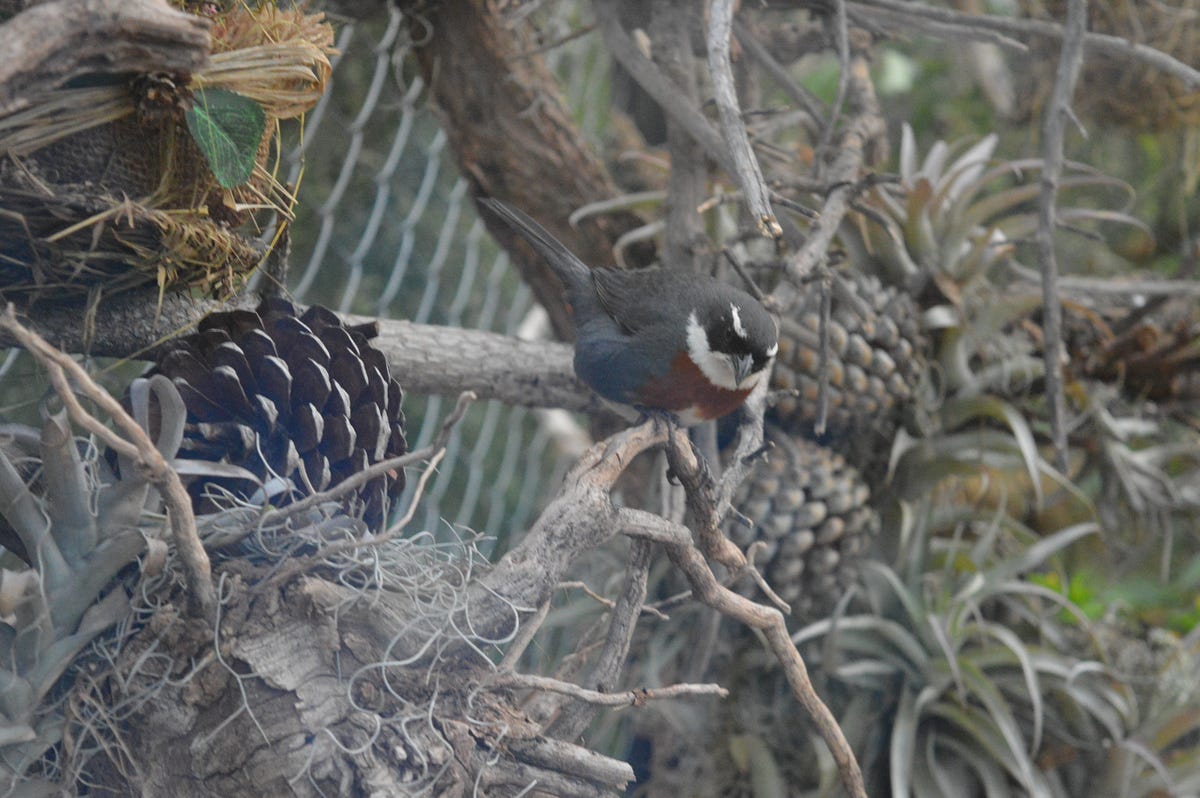 MONTERITA DE PECHO CASTAÑO (CHESTNUTBREASTED MOUNTAIN FINCH