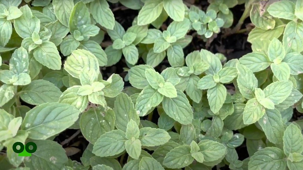 Why Are My Mint Leaves Turning Purple Understanding the Causes and