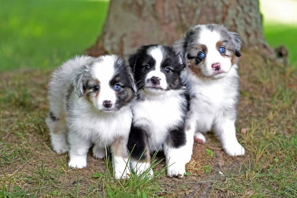 Toy Mini Aussie Puppies
