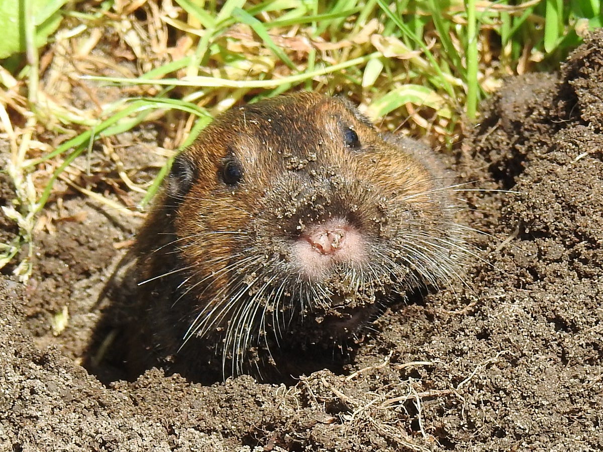 Scratching Beneath the Surface of Texas’ Pocket Gophers by U.S. Fish