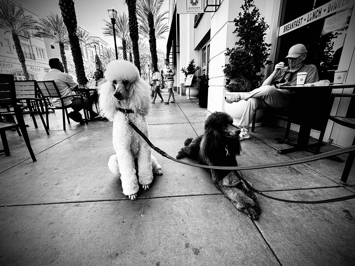 The Poodle Don’t Care (And Neither Should You)
