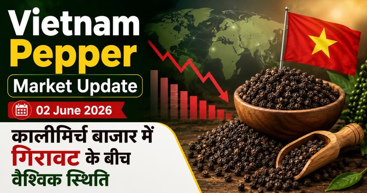 वियतनाम और वैश्विक कालीमिर्च बाजार अपडेट (02 जून 2026): घरेलू बाजार दबाव में, लेकिन निर्यात कीमतें…