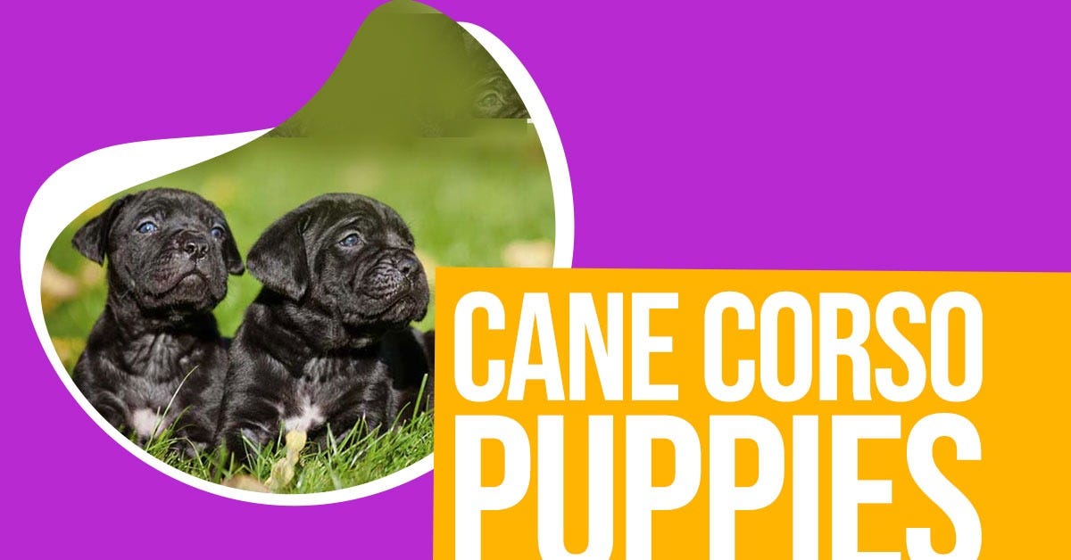 How to Train A Cane Corso Puppy?. It is the Cane Corso also referred to