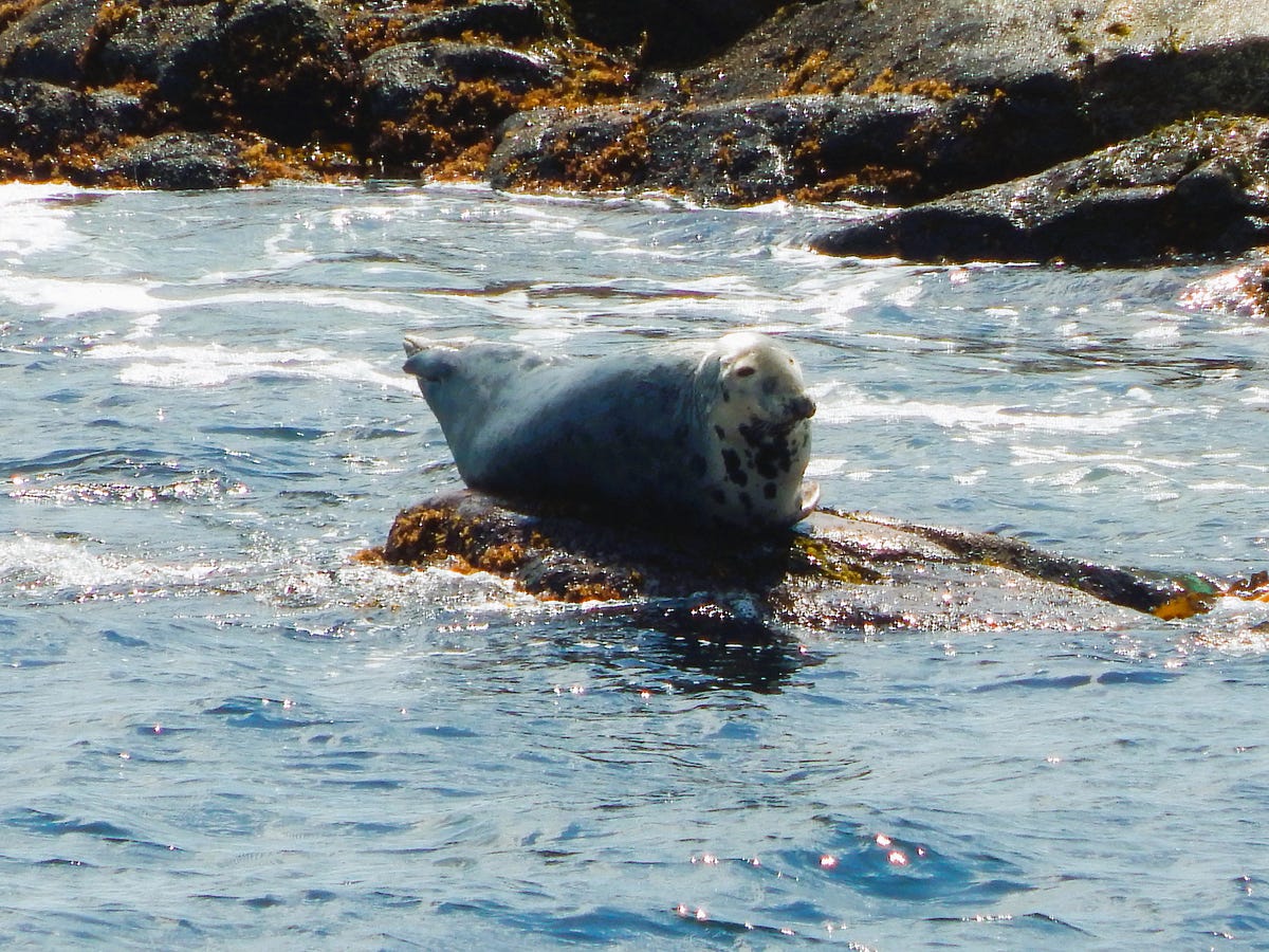 The Seals of Green Cove on the Cabot Trail in Cape Breton, Nova Scotia