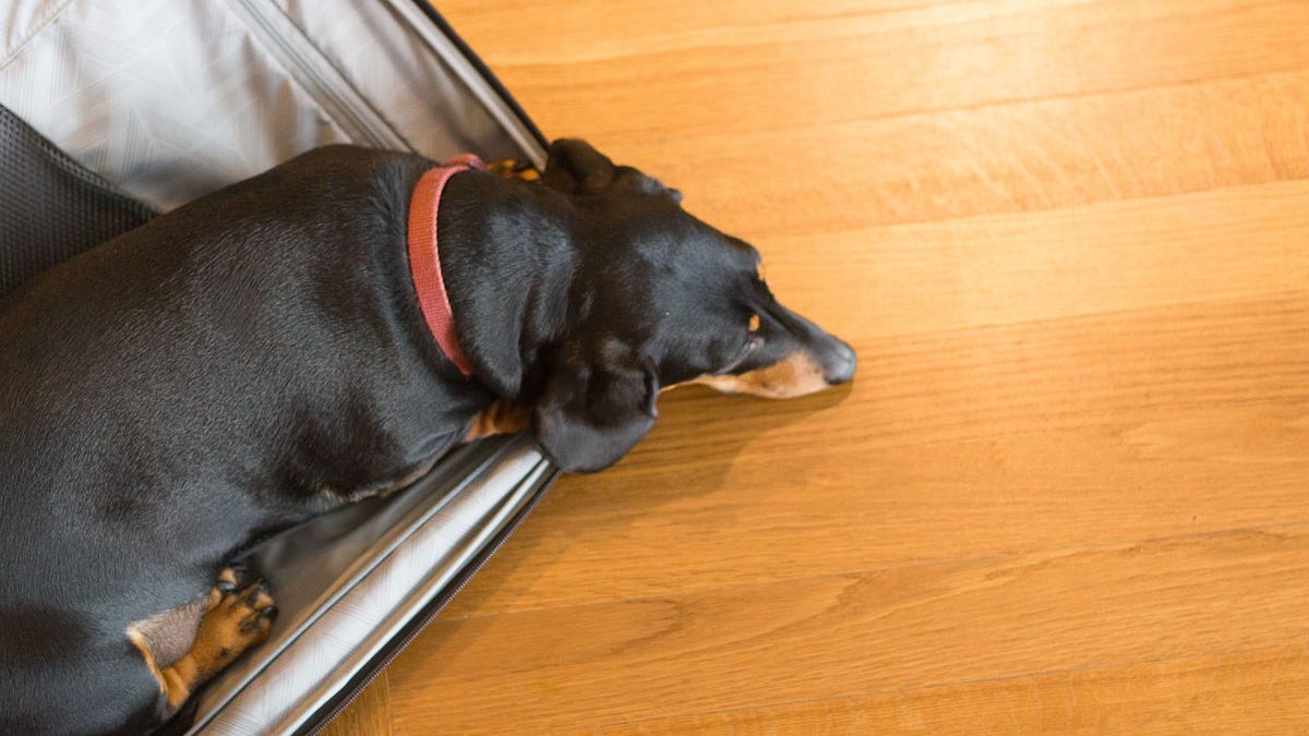 Pet Transport Brisbane by Mike john Medium