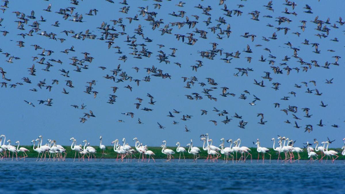 Chilika Lake: India's Ecological Gem” | by Devi Nila | Medium