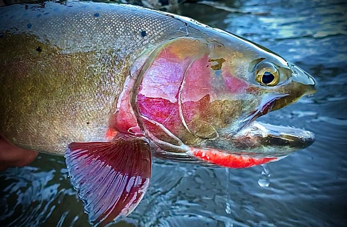 Spiciest Trout in the West. Get to know the Cutthroat family, by  U.S.Fish&Wildlife Alaska, Updates from the U.S. Fish and Wildlife Service