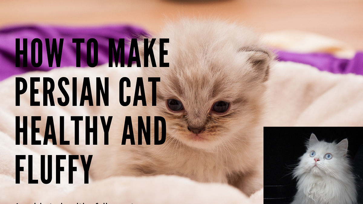 How to make Persian Cat healthy and Fluffy care for Persian cat