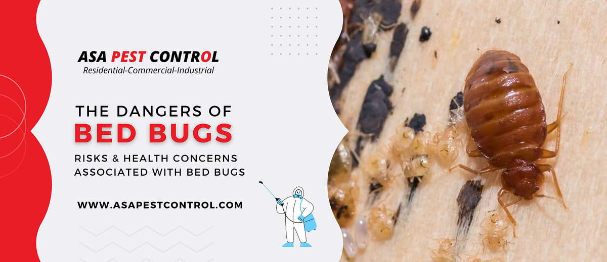 The Dangers of Bed Bugs — Risks & Health Concerns Associated with Bed