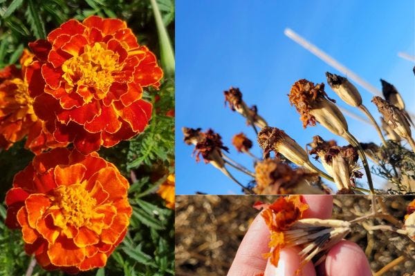 How to Save Seeds from Vegetables and Flowers | Weeds & Wildflowers