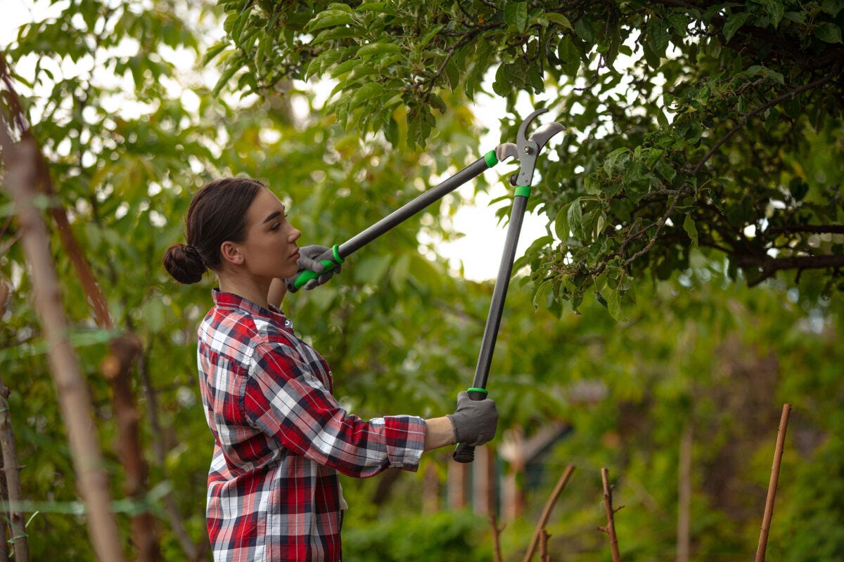 How Do Arborists Take Care Of Trees Hoover Horticulture Medium how-do-arborists-take-care-of-trees-hoover-horticulture-medium