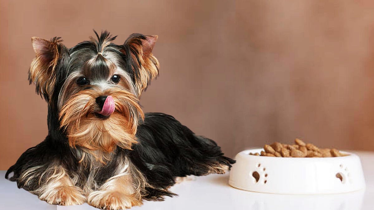 Top 10 Best Dog Food for Yorkie Puppies Reviews by Petsfoodreviews