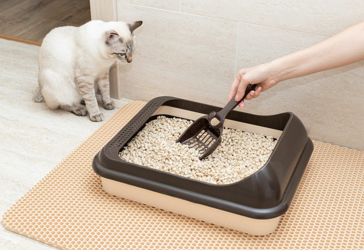 The 5 Best Cat Litters of 2024 — Best Cat Litter Brands by