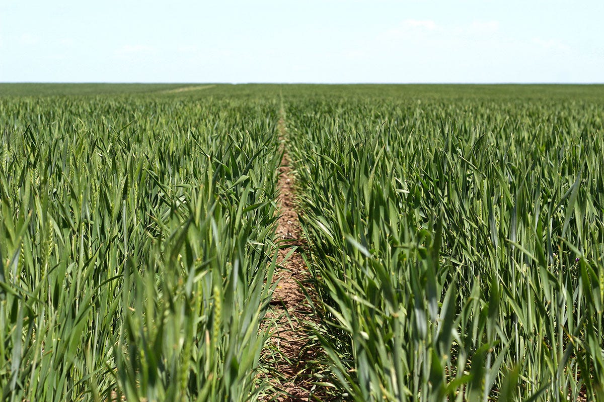 Trigo transgénico: Empresas exportadoras argentinas piden a la Justicia suspender su cultivo y…