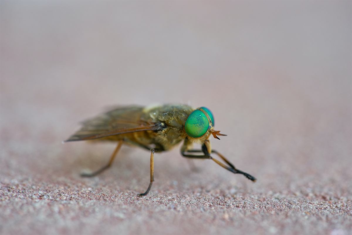 Why do flies always rub their legs by Evgeny Medium