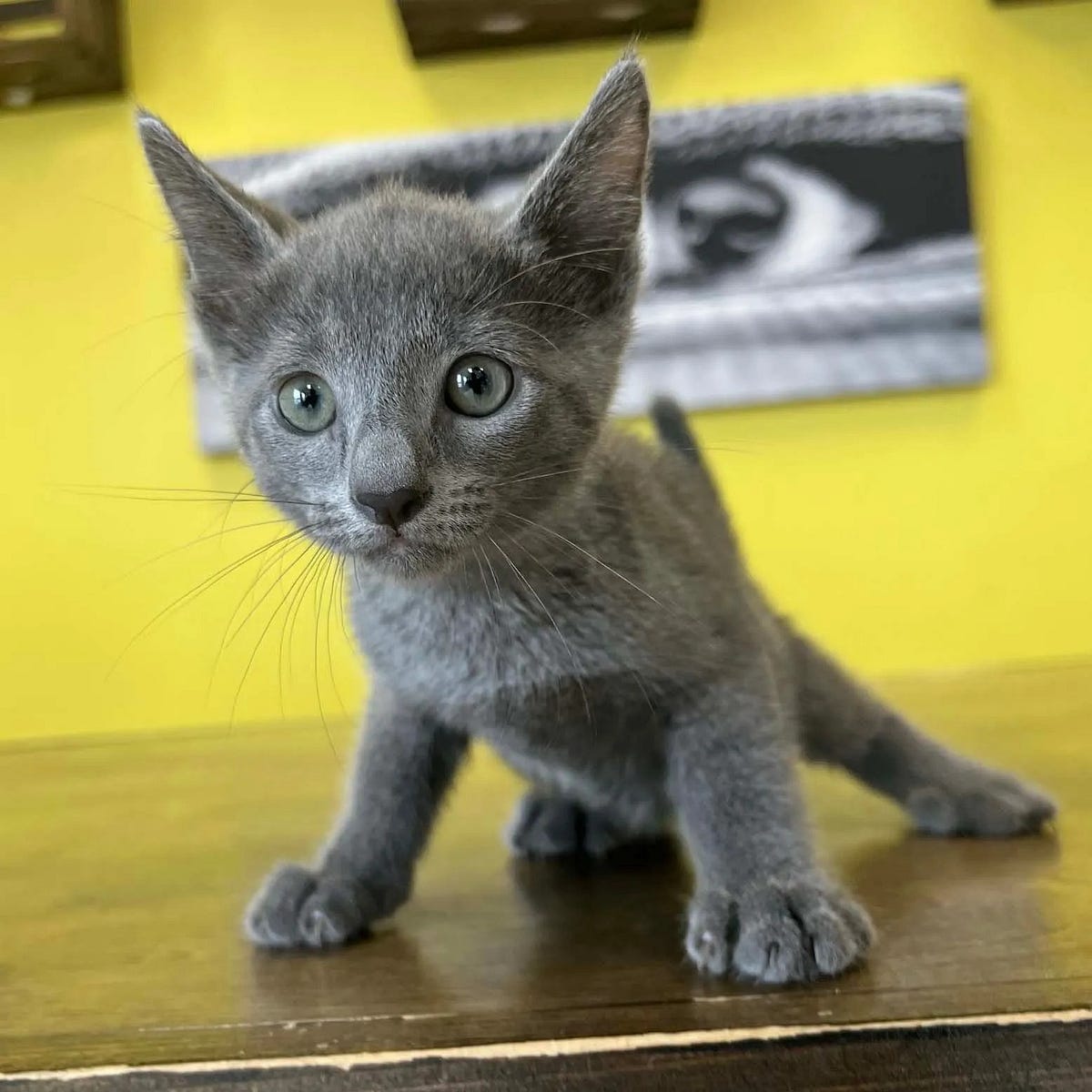 Russian Blue Kittens for Sale Your Perfect Feline Companion