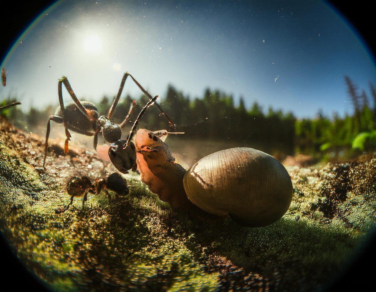 Of the Last True (!) Wood Ants on My Parents’ Stairs. by Nina Latzko
