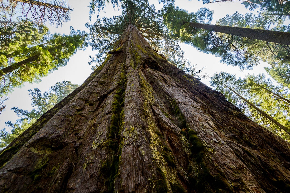 One-Star Yelp Reviews of California’s Most Beloved State Parks