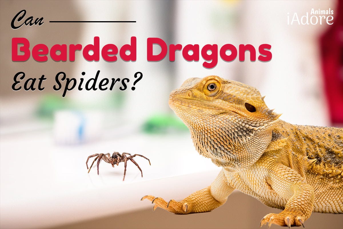 Can Bearded Dragons Eat Spiders Anyahansley Medium